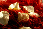 Flowers Set 03 - 01