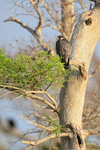 Peregrine Falcon portfolio