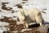 Teton Mountain Goat