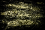 Dino Footprint_RLP0135