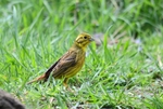 Yellowhammer
