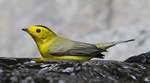 Wilsons Warbler, male