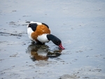 Shelduck