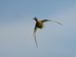 Garganey head-on in flight, Stratfield Brake, Oxfordshire