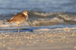 Willet standing still on beach, Fort De Soto, Florida