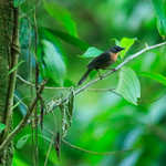 Black-cheeked Ant-Tanager, Casa Corcovado Jungle Lodge, Costa Rica