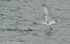 Black-headed Gull