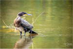 41 of 52: Juvenile Cormorant