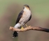 Sparrowhawk