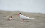 Artic stern with its chick