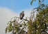 Woodpigeon