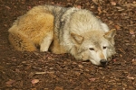Grey Wolf - Missoula sleeping (Colchester Zoo)