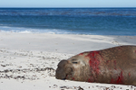 Bloodied Male Elephant Seal