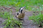 Great Spotted Woodpecker