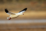 Ross's Goose flying, Bosque del Apache, New Mexico