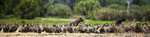 Vultures and a hyena
