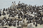Common Guillemots