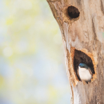 Tree Swallow Project portfolio