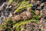 Stump Puffballs