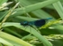 Banded Demoiselle