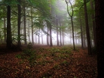Danefield Woods