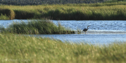 Grey Heron