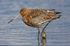 Black-tailed Godwit with claw trapped in a shell