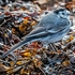 BBG-08-Pied Wagtail, The Bay, Oban, Argyll