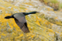 Shag in flight, Farne Islands