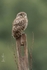 Little Owl, Buckinghamshire