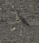 Double-banded Courser