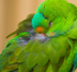 Green Parrot 4