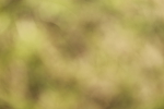 SBM_01654