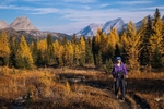 Wonder Pass Larch