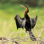 African Darter portfolio
