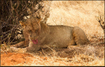 Lioness licking