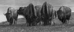 Bison Herd