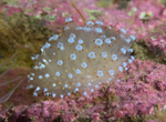 Janolus sp. A