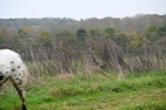 WJ6_7438