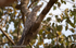 Great Potoo