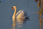 Mute Swan