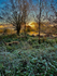 Frosted Sunrise I