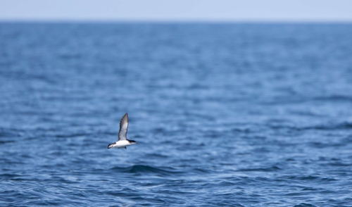 Manx Shearwater (Puffinus puffinus)