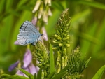 Holly Blue