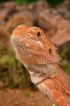 Bearded Dragon 2