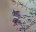 Fieldfare