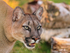 Puma close-up at the Big Cat Sanctuary