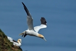 Gannet