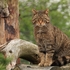 Scottish Wildcat