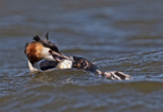 Great Crested Grebe - ...